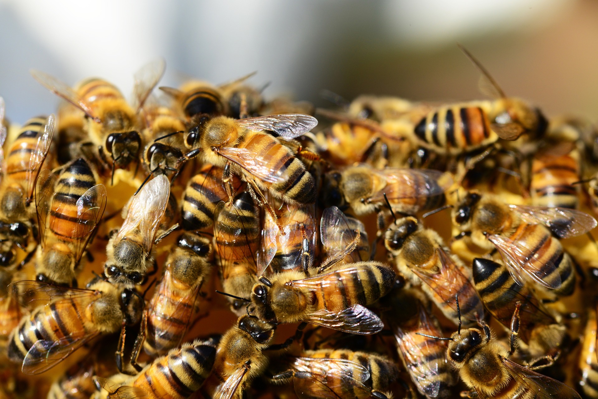 honey-bees-326334_1920